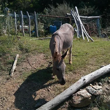Farm stay Agriturismo Amandolo